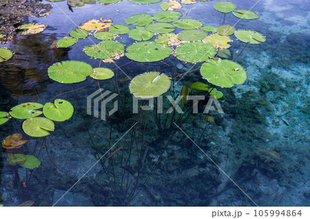 Majestic Victoria Regia Plants Rising from Crystal Clear Water 105994864