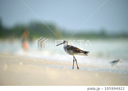 Large-Billed Dowitcher wild sea bird looking for food on seaside in summer 105994922