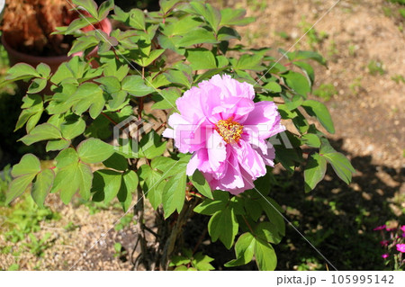 ボタンの花 105995142