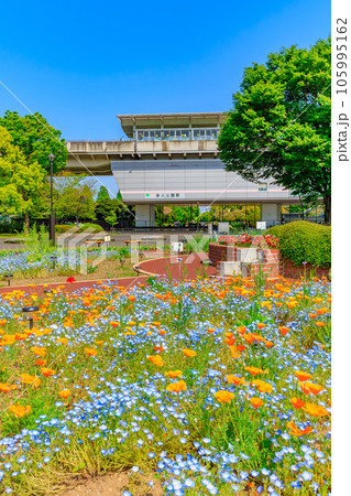東京 足立区 きれいな花が咲く舎人公園駅 東京 足立区 きれいな花が咲く舎人公園駅 105995162