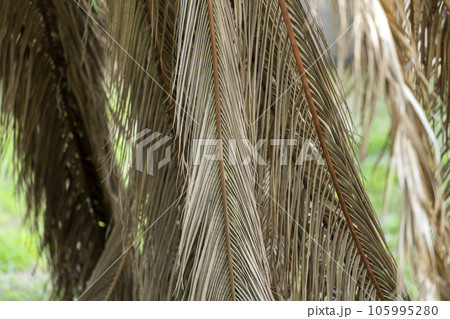 Dry dead palm tree on Florida home backyard 105995280