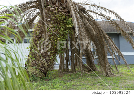 Dead palm tree with dry branches on Florida home backyard. Tree removal concept 105995324