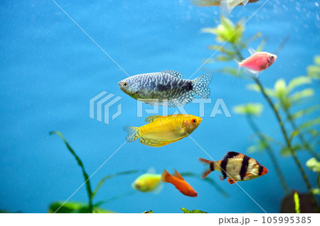 Colorful exotic fish swimming in deep blue water aquarium with green tropical plants Colorful exotic fish swimming in deep blue water aquarium with green tropical plants 105995385