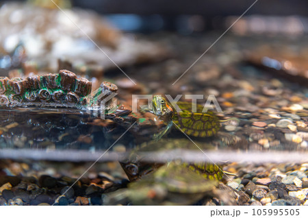 茨城県かすみがうら市 霞ヶ浦水族館 茨城県かすみがうら市 霞ヶ浦水族館 105995505