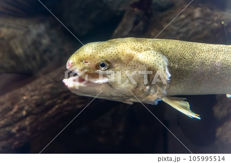 茨城県かすみがうら市 霞ヶ浦水族館 茨城県かすみがうら市 霞ヶ浦水族館 105995514
