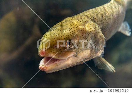 茨城県かすみがうら市 霞ヶ浦水族館 茨城県かすみがうら市 霞ヶ浦水族館 105995516