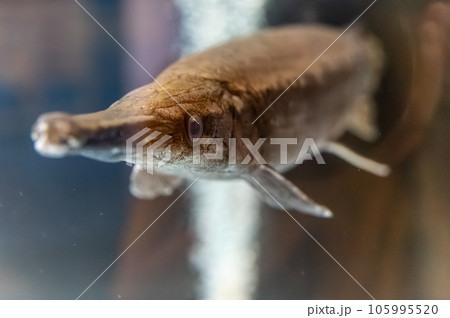 茨城県かすみがうら市 霞ヶ浦水族館 茨城県かすみがうら市 霞ヶ浦水族館 105995520