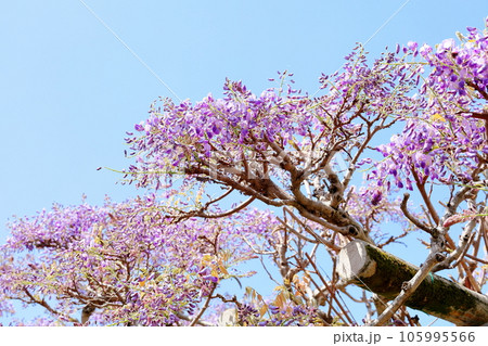 フジの花 105995566