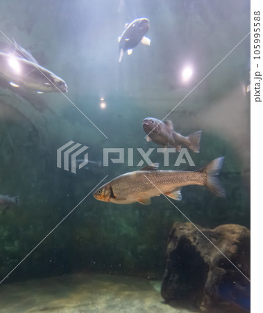 茨城県かすみがうら市 霞ヶ浦水族館 茨城県かすみがうら市 霞ヶ浦水族館 105995588
