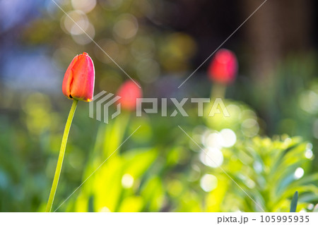 Bright red tulip flower growing in spring garden. Bright red tulip flower growing in spring garden. 105995935