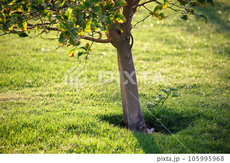 Big tree growing in green lash grass. Agriculture and gardening Big tree growing in green lash grass. Agriculture and gardening 105995968