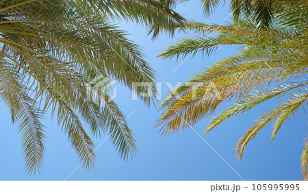 Beautiful green coconut palm trees on tropical beach against blue sky. Summer vacation concept Beautiful green coconut palm trees on tropical beach against blue sky. Summer vacation concept 105995995