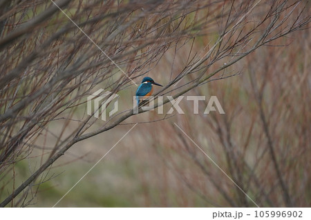 翡翠 翡翠 105996902