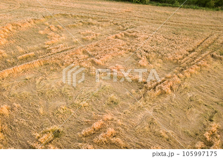Aerial view of ripe farm field ready for harvesting with fallen down broken by wind wheat heads. Damaged crops and agriculture failure concept. Aerial view of ripe farm field ready for harvesting with fallen down broken by wind wheat heads. Damaged crops and agriculture failure concept. 105997175