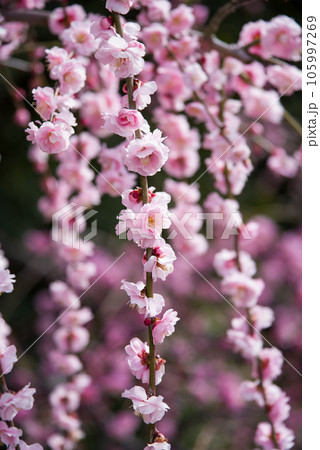 満開見頃の「しだれ梅」 105997269