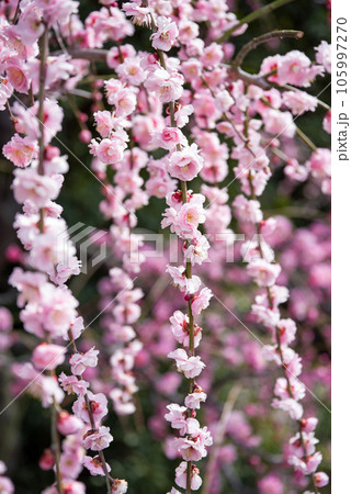 なばなの里「梅苑」 105997270