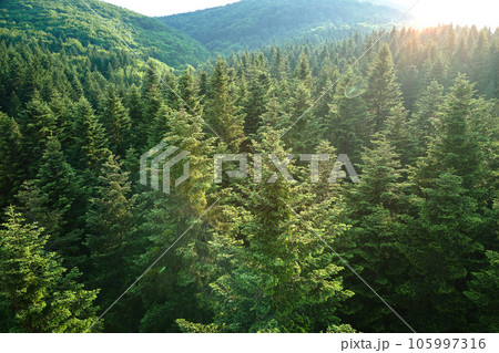 Aerial view of green pine forest with dark spruce trees. Nothern woodland scenery from above Aerial view of green pine forest with dark spruce trees. Nothern woodland scenery from above 105997316