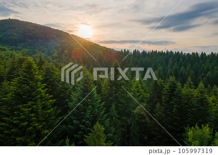 Aerial view of green pine forest with dark spruce trees covering mountain hills at sunset. Nothern woodland scenery from above 105997319