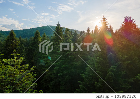 Aerial view of green pine forest with dark spruce trees covering mountain hills at sunset. Nothern woodland scenery from above 105997320