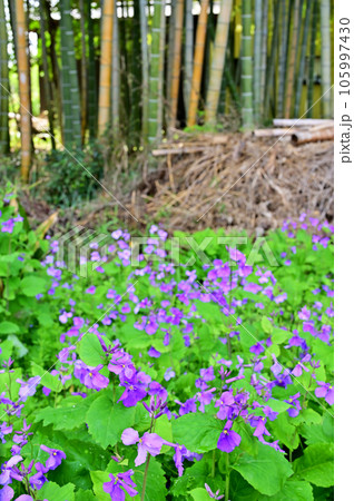 植物:ショカッサイ アブラナ科 植物:ショカッサイ アブラナ科 105997430
