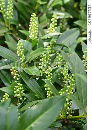 樹木:セイヨウバクチノキ バラ科 樹木:セイヨウバクチノキ バラ科 105997556