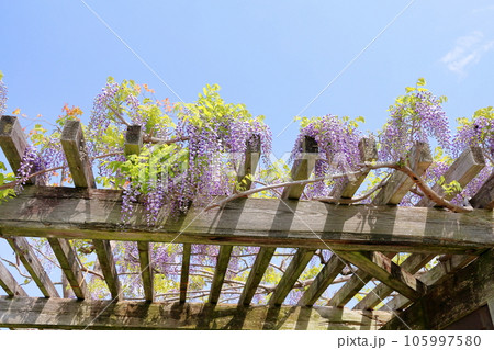 フジの花 フジの花 105997580