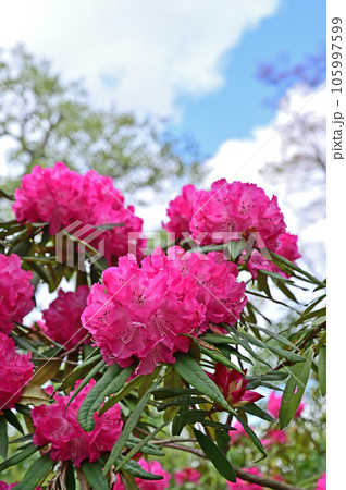 樹木：セイヨウシャクナゲ　ツツジ科 105997599