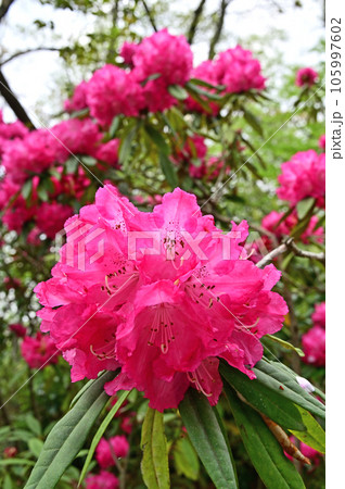 樹木:セイヨウシャクナゲ ツツジ科 樹木:セイヨウシャクナゲ ツツジ科 105997602