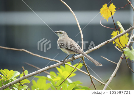 A Northern mockingbird bird perched on a tree branch A Northern mockingbird bird perched on a tree branch 105997721
