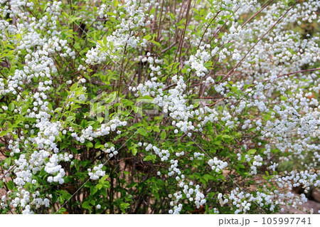 シジミバナの花 105997741