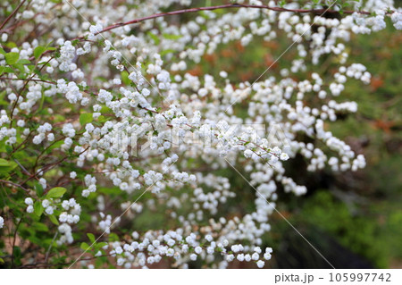 シジミバナの花 105997742
