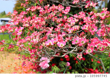 ハナミズキの花 ハナミズキの花 105997745