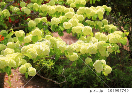 オオデマリの花　咲始め 105997749