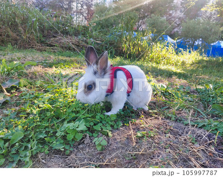 Pet rabbit eating clover in oncheoncheon park, Busan, South Korea, Asia 105997787