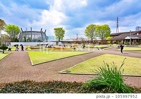 川口散歩:川口市立グリーンセンター 花壇広場 川口散歩:川口市立グリーンセンター 花壇広場 105997952