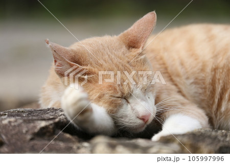 昼寝する猫 昼寝する猫 105997996