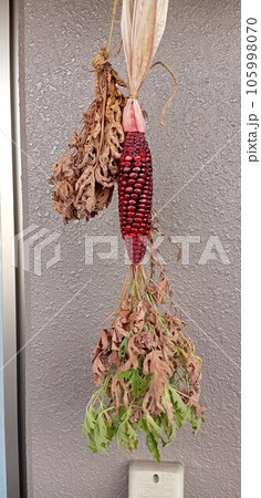 グラスジェムコーンやハーブを乾燥させている 105998070