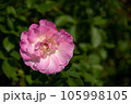 バラ　マチルダ 105998105