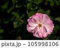 バラ　マチルダ 105998106