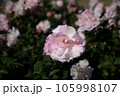 バラ　マチルダ 105998107