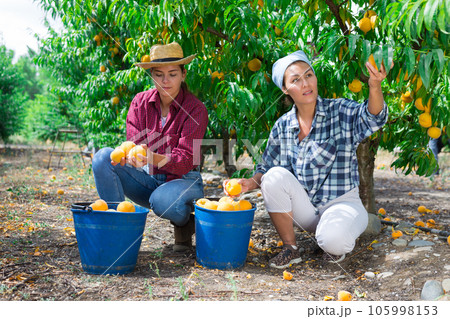 Two women picking peaches 105998153