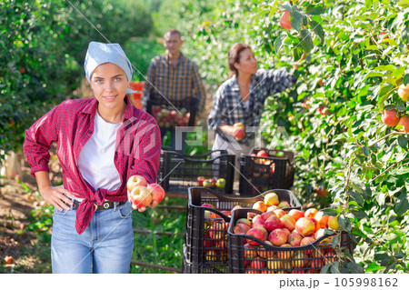 Smiling young female farmer holding ripe apples in orchard 105998162
