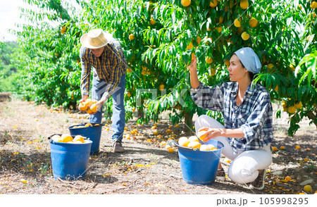 Group of farm workers harvesting crop of ripe peaches at garden 105998295