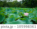 一凛の蓮の花 105998361