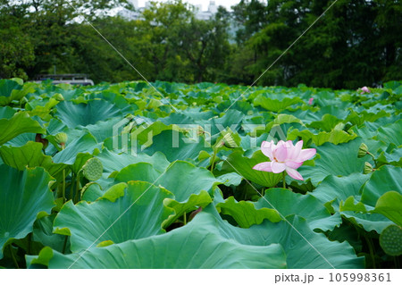 一凛の蓮の花 一凛の蓮の花 105998361