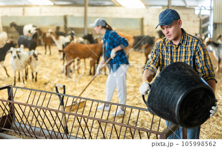 Farmer pouring feed from bucket into feeder for goats in stall Farmer pouring feed from bucket into feeder for goats in stall 105998562
