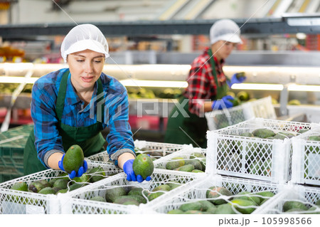 Smiling workwoman checking ripe avocados in boxes before storage 105998566