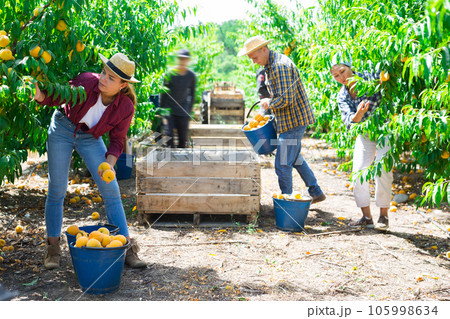 Workers harvesting peaches 105998634