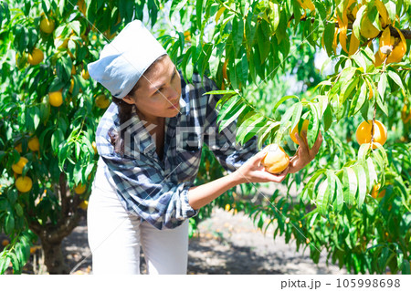 Asian woman gardener picking peaches from tree at orchard Asian woman gardener picking peaches from tree at orchard 105998698