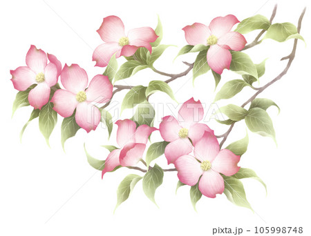 花水木 花水木 105998748